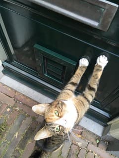 Kattenluik in voordeur inbraak veilig door onopvallend groen geschilderd - Tomsgates Felix(Extra Small) Naturel